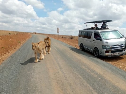Jour 5: Activité 4 Toubacouta marche avec les lions et balade en pirogue