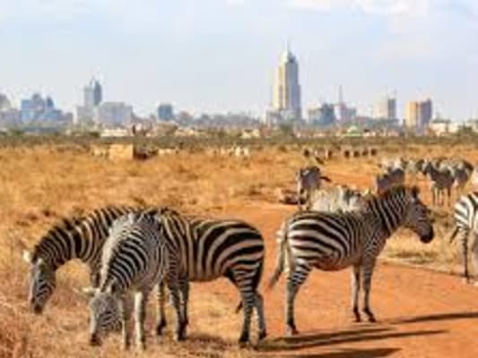 Jour 2 : Nairobi National park tour 