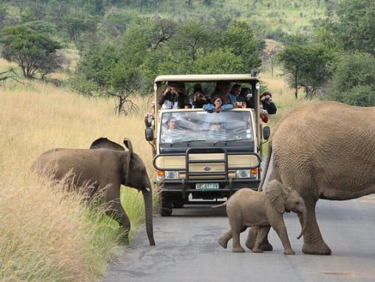 Safari à PHILANESBURG 