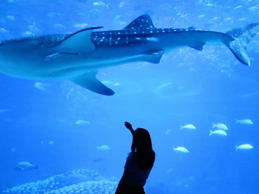 Dubai Mall Aquarium & Underwater Zoo 3