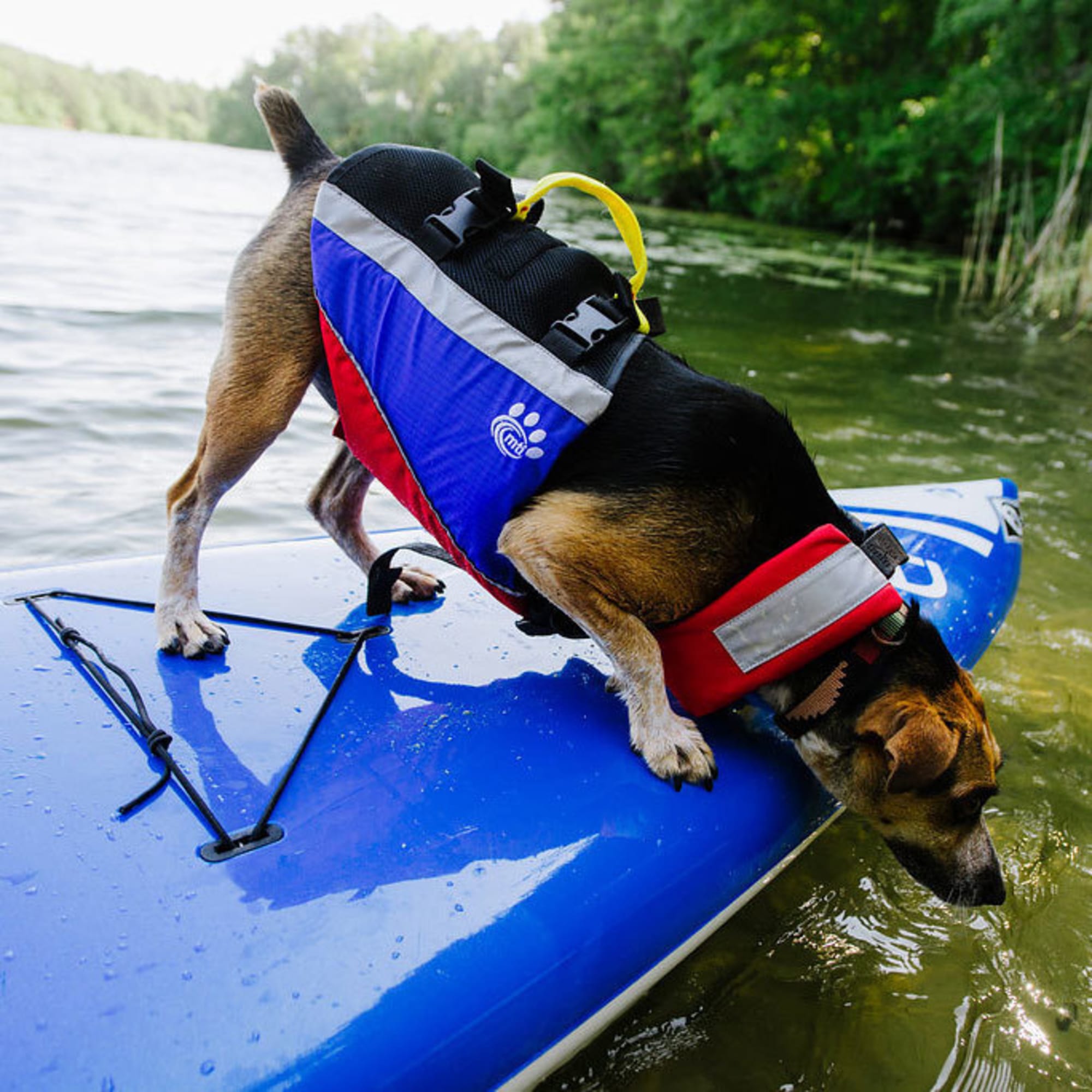 mti dog life jacket