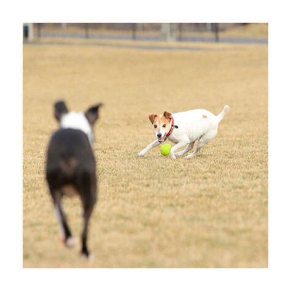 RUFFWEAR TurnUp Dog Toy