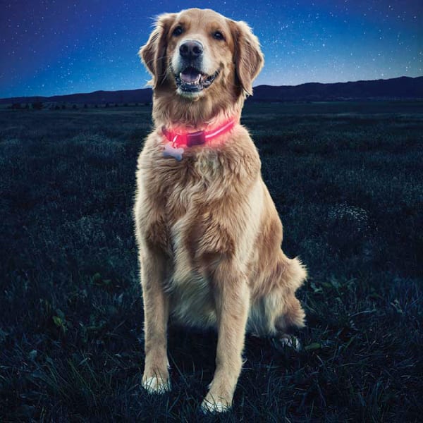 NITE IZE Nite Dawg LED Dog Collar