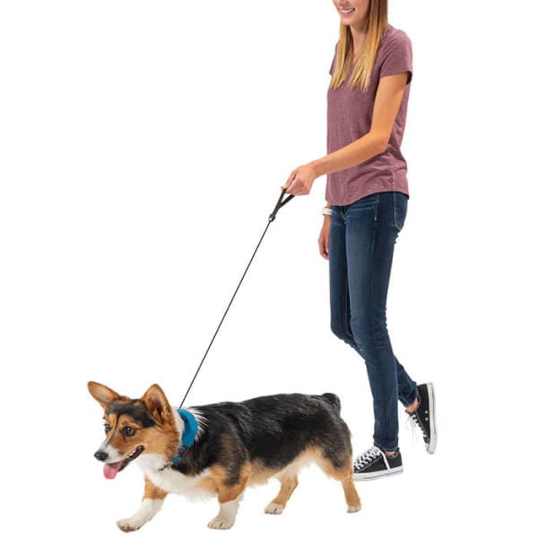 NITE IZE RadDog All-in-One Collar and Leash