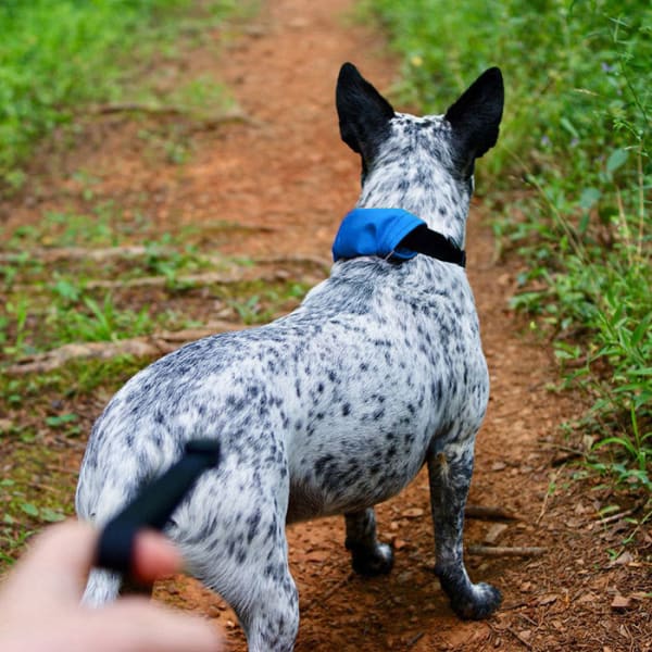 NITE IZE RadDog All-in-One Collar and Leash