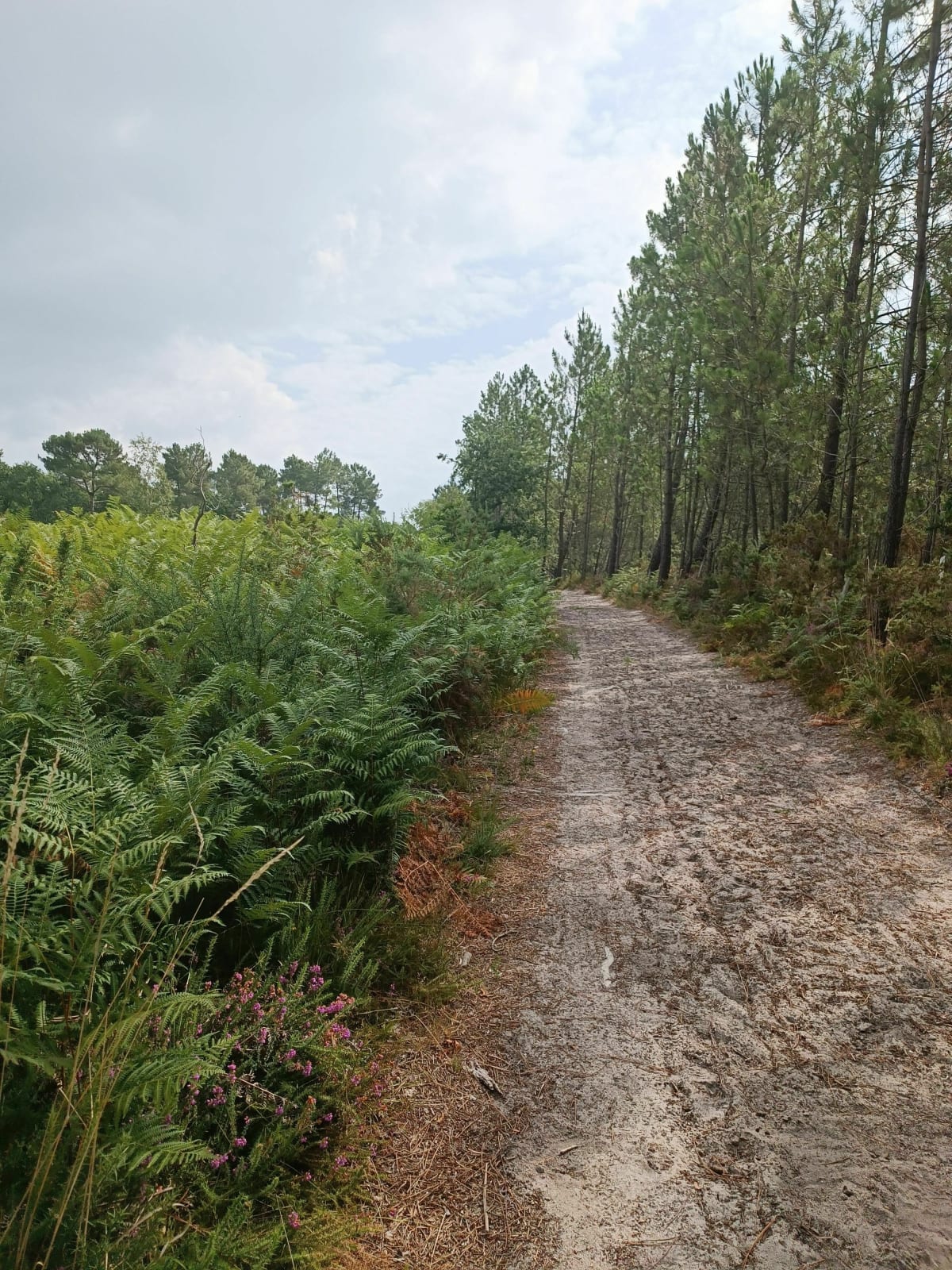 Espace Simone Signoret