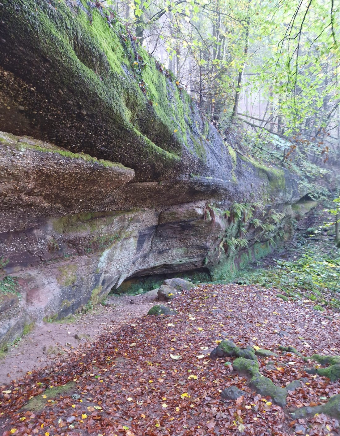 Randonnée dans la forêt de Saint-Jean-Saverne - Saint-Jean-Saverne