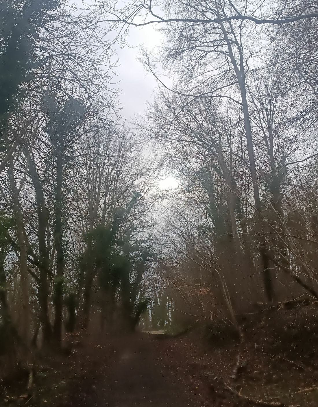 En passant par Siège Madame et la forêt d'Eu - Incheville
