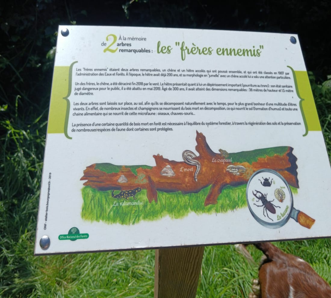 Balade en Forêt de Crécy - Crécy-en-Ponthieu