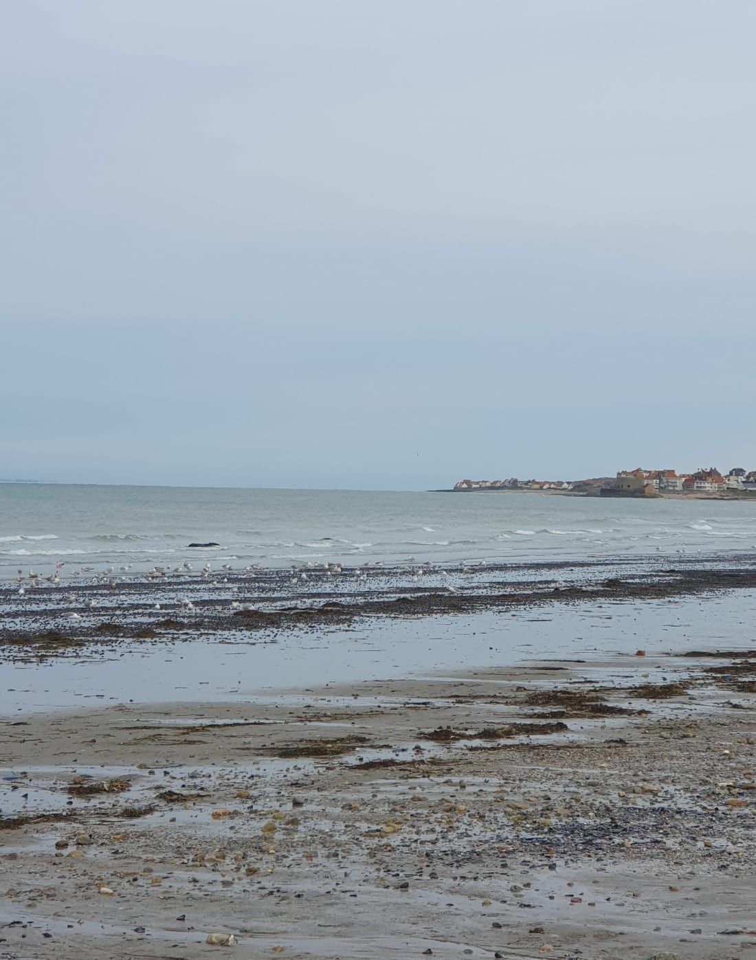Wimereux : de la pointe aux oies à Ambleteuse - Wimereux