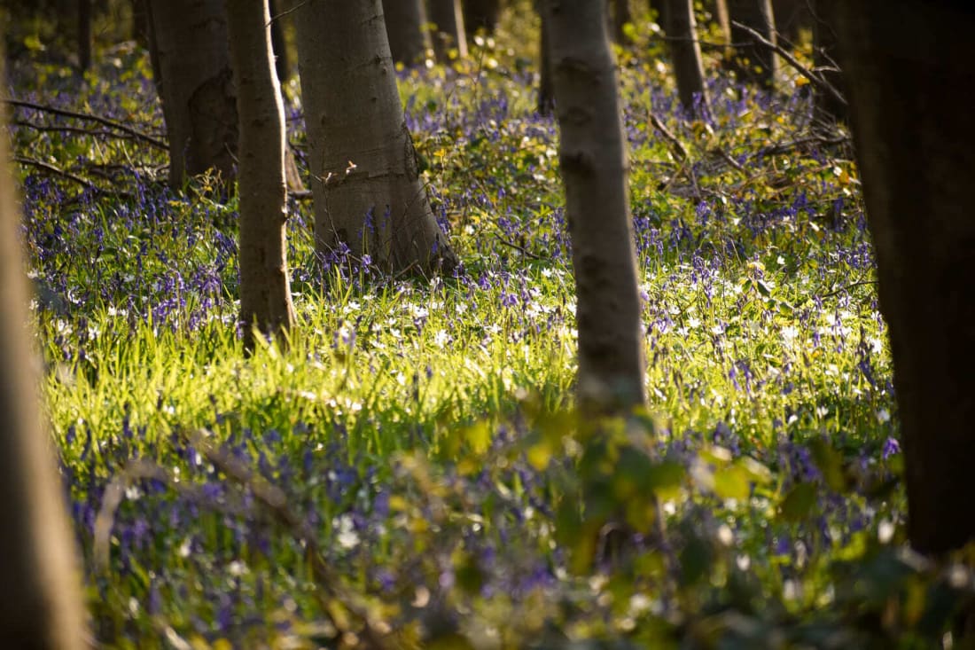 Forêt domaniale de Tournehem - Tournehem-sur-la-Hem