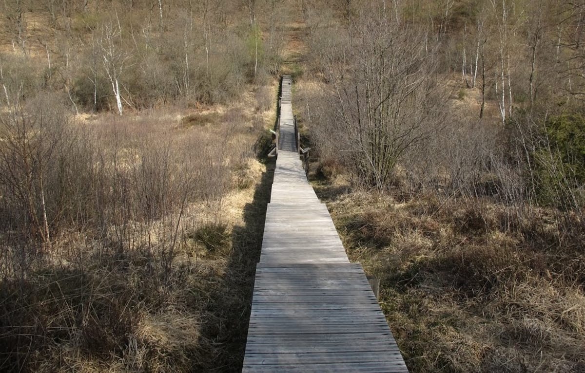 Tourbière de la Combe des Planchettes et richesses écologiques - Saint-Pierre-de-Bressieux