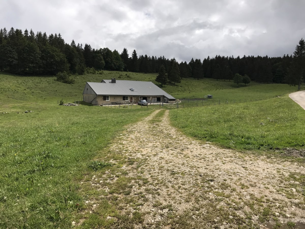 Piste du lynx et traversée forestière autour du Mont d'Or - Longevilles-Mont-d'Or