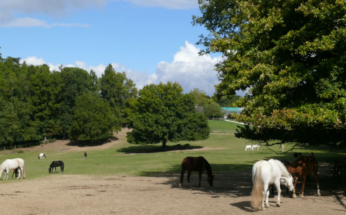 Domaine de La Burthe en korte groene wandeling - Floirac