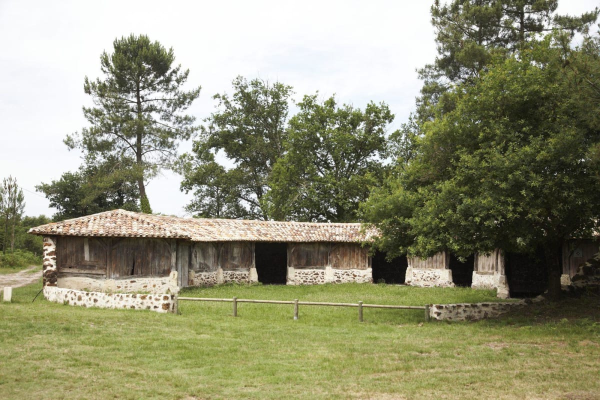 Découverte de Goualade et balade au cœur des forêts de pins - Goualade