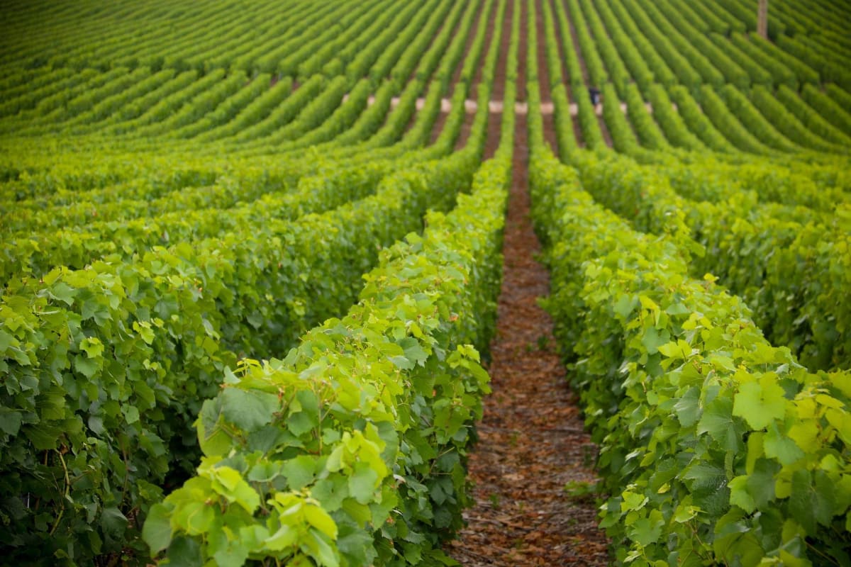 Saint-Maurice-de-Satonnay, à travers vignobles et forêts - Saint-Maurice-de-Satonnay