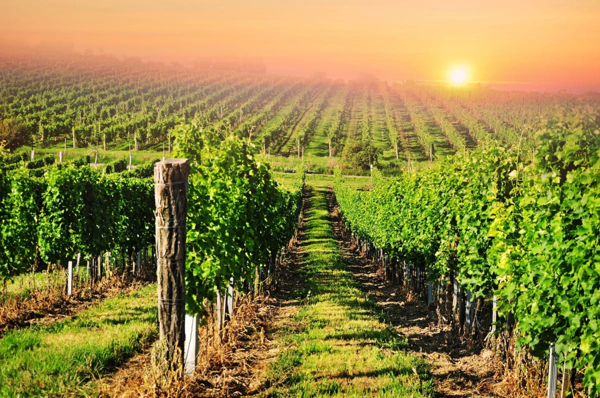 Randonnée dans les vignes à Lansac - Lansac