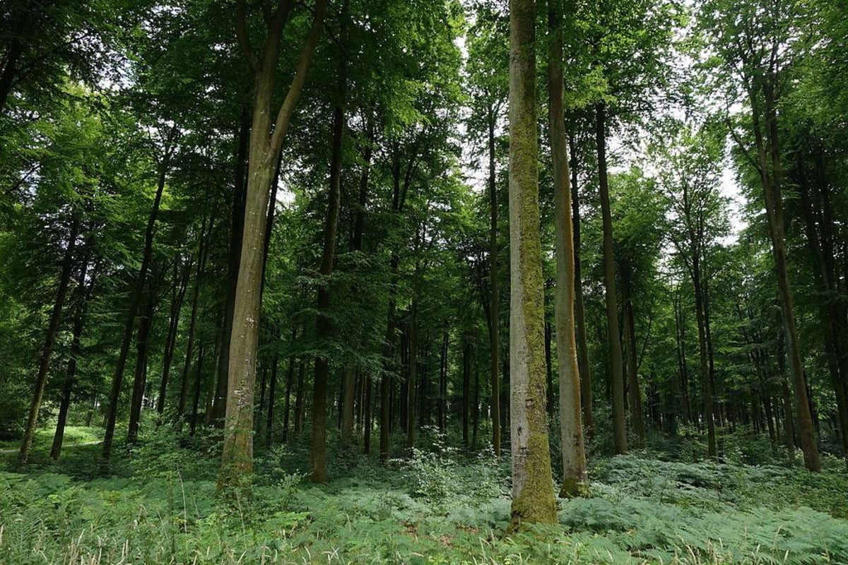 Balade forestière autour de Lapouyade - Lapouyade