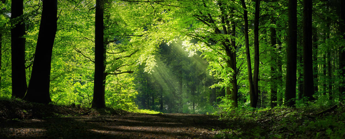 Forêt de Clairefontaine, bords d'étangs et jolis moulins - Decathlon