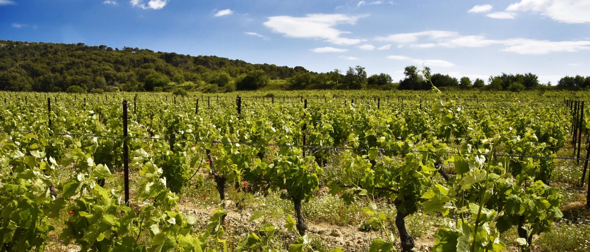 Murviel-lès-Béziers et faire en sorte que dure ce moment doux - Murviel-lès-Béziers