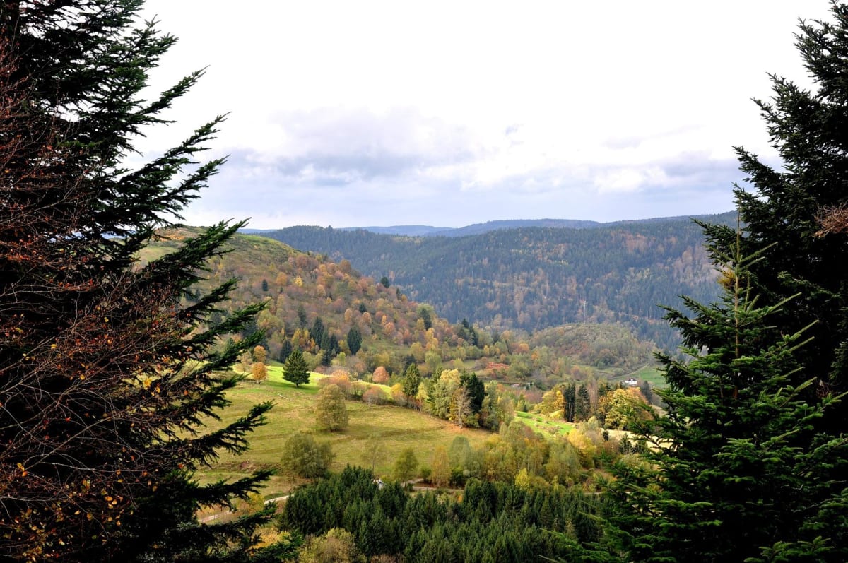 Au cœur de la forêt à Puberg et nos amis à plumes - Puberg