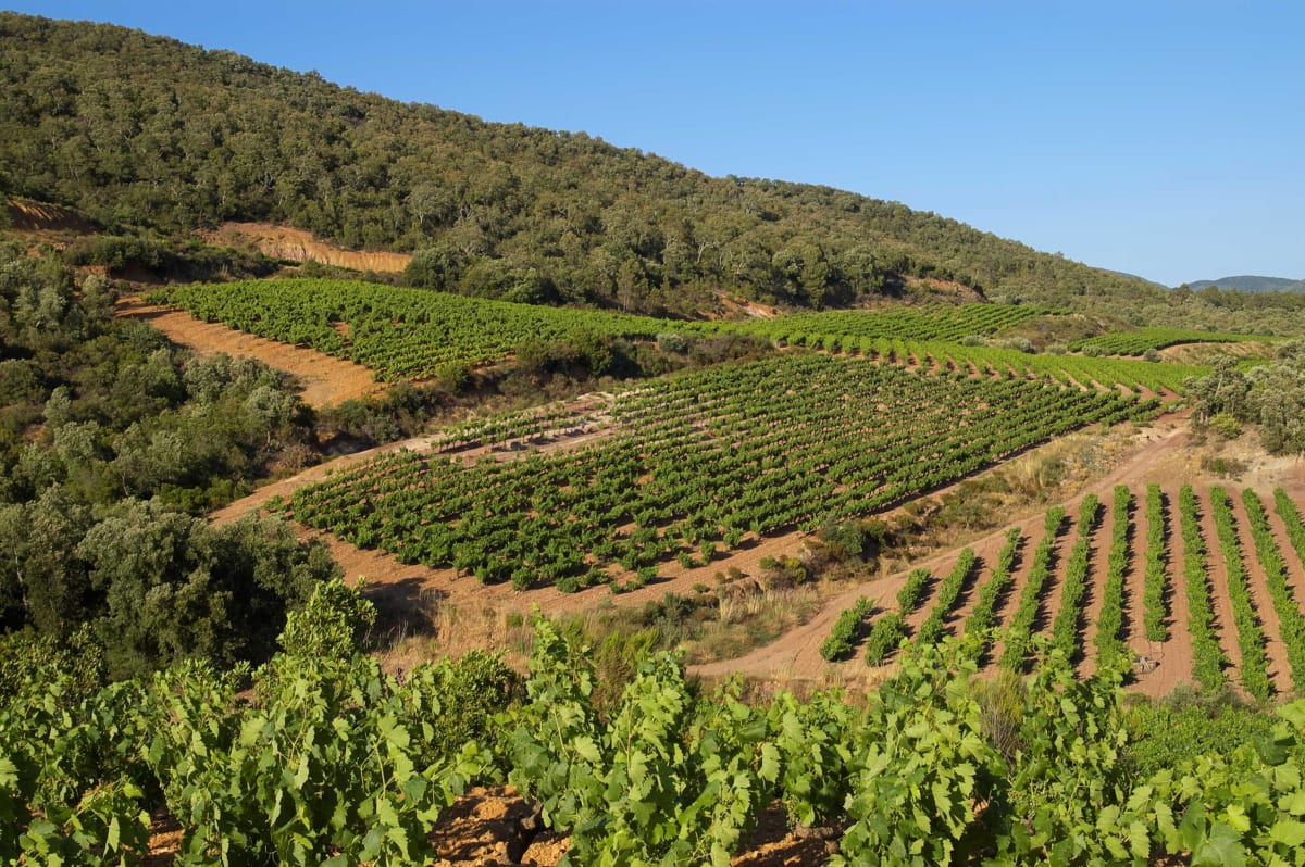 Entre vignes et bois forestiers à Roquefort-la-Bédoule - Decathlon