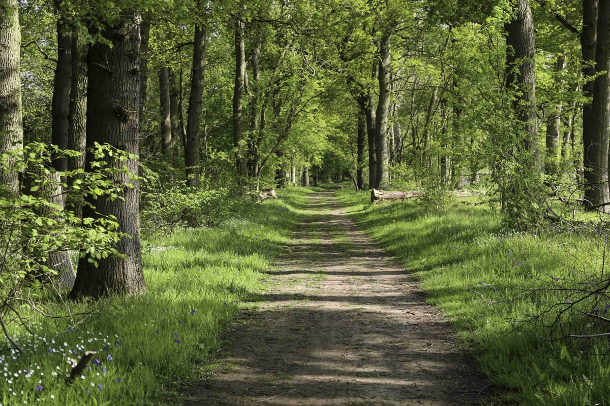 Plateau de Montrond et beauté de la forêt givordine - Givors, Montrond