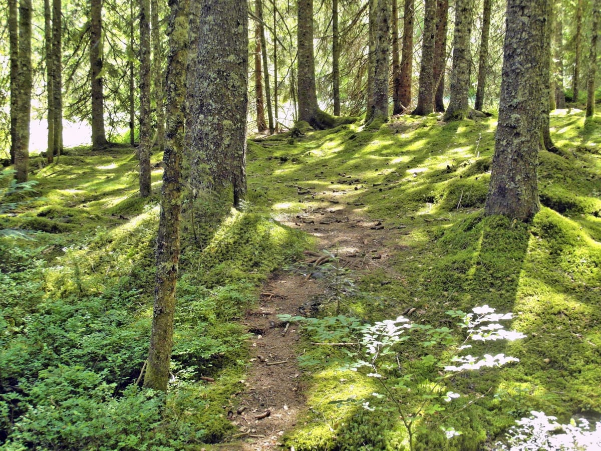 Flâner dans la forêt à Roquefort et faire une pause méritée - Jean-marie