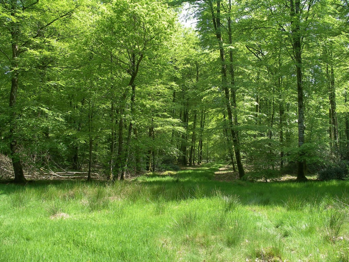 Evasion au cœur de la haute forêt d'Eu à VTT - Grandcourt