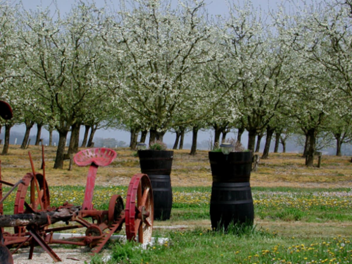 Saint-Astier-de-Duras, à travers vignobles et vergers de Duras - Saint Astier