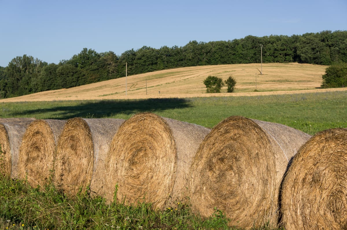 Ferrensac, une randonnée entre plaine du Dropt et coteaux - Ferrensac
