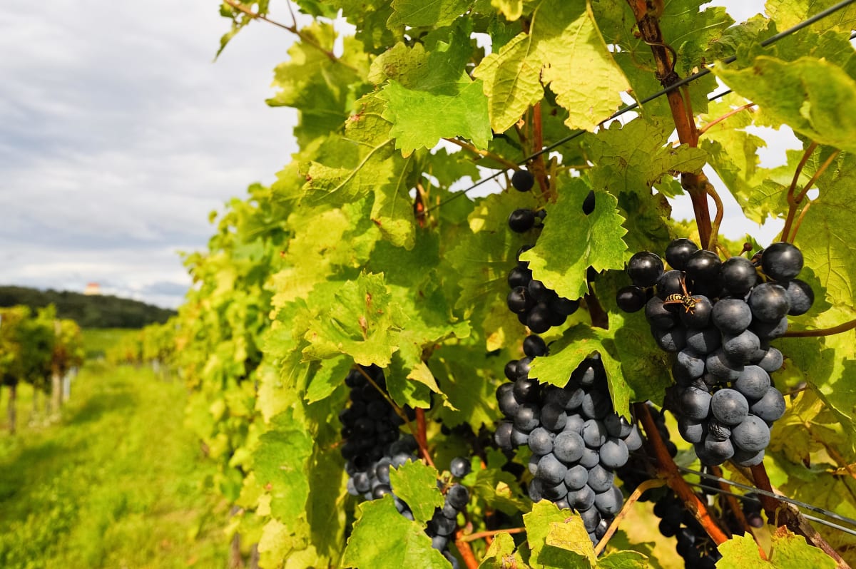 Laurens et ses vignobles sous les Montagnes Noires - Laurens