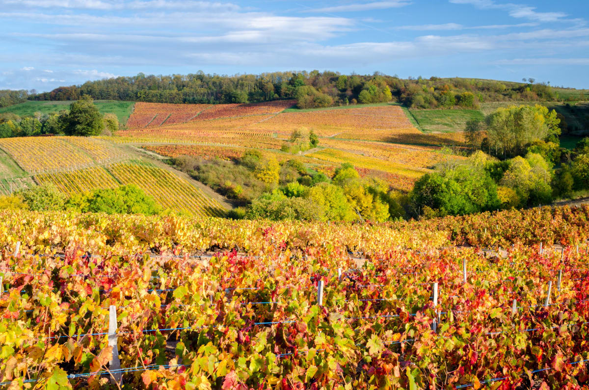 Balade entre vignes et bois au sud de Rognes - Rognes