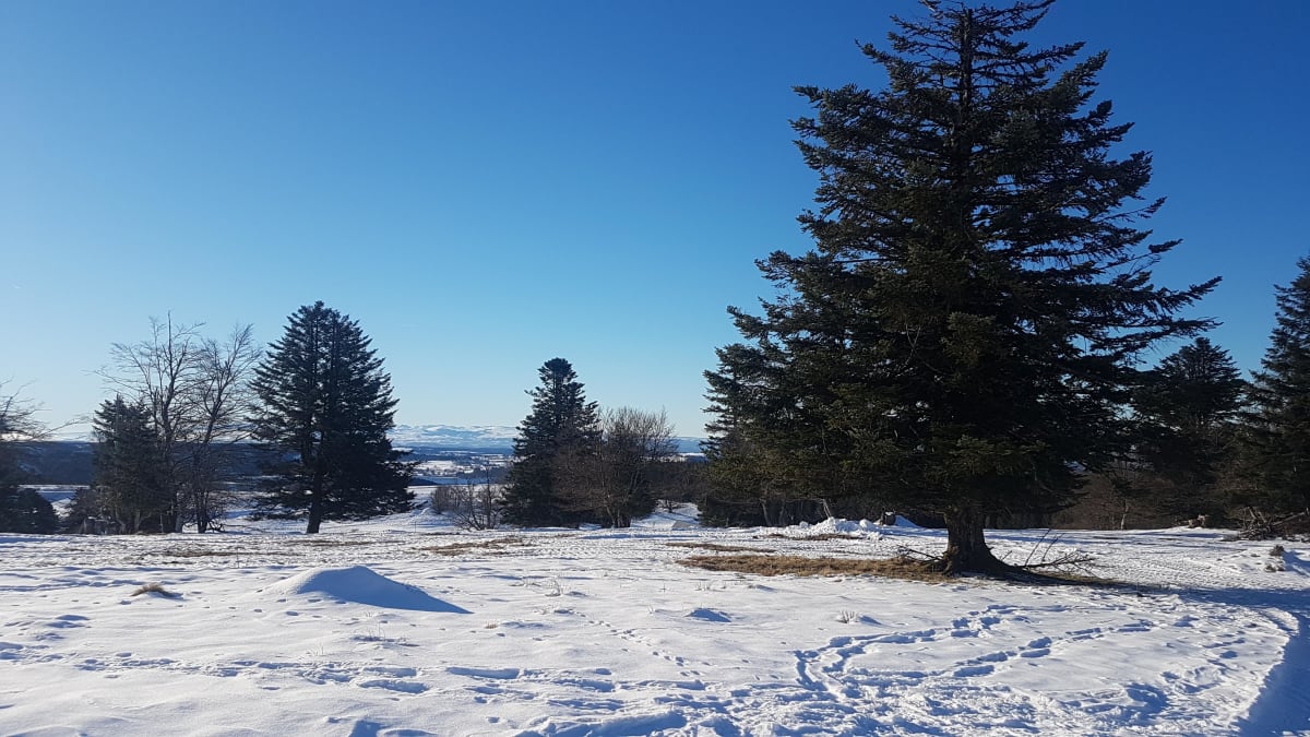 Immersion dans les bois enneigés depuis La Stèle - La Tour-d'Auvergne