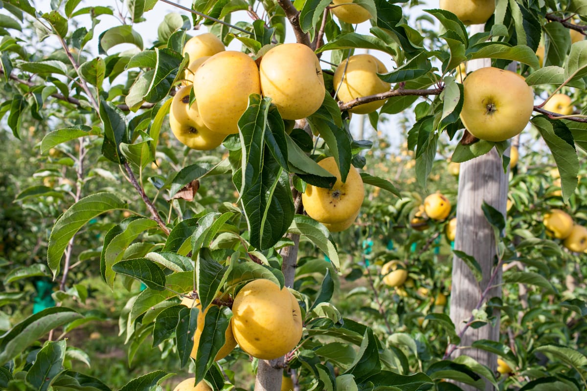 Croquer un fruit à Miolles - Miolles