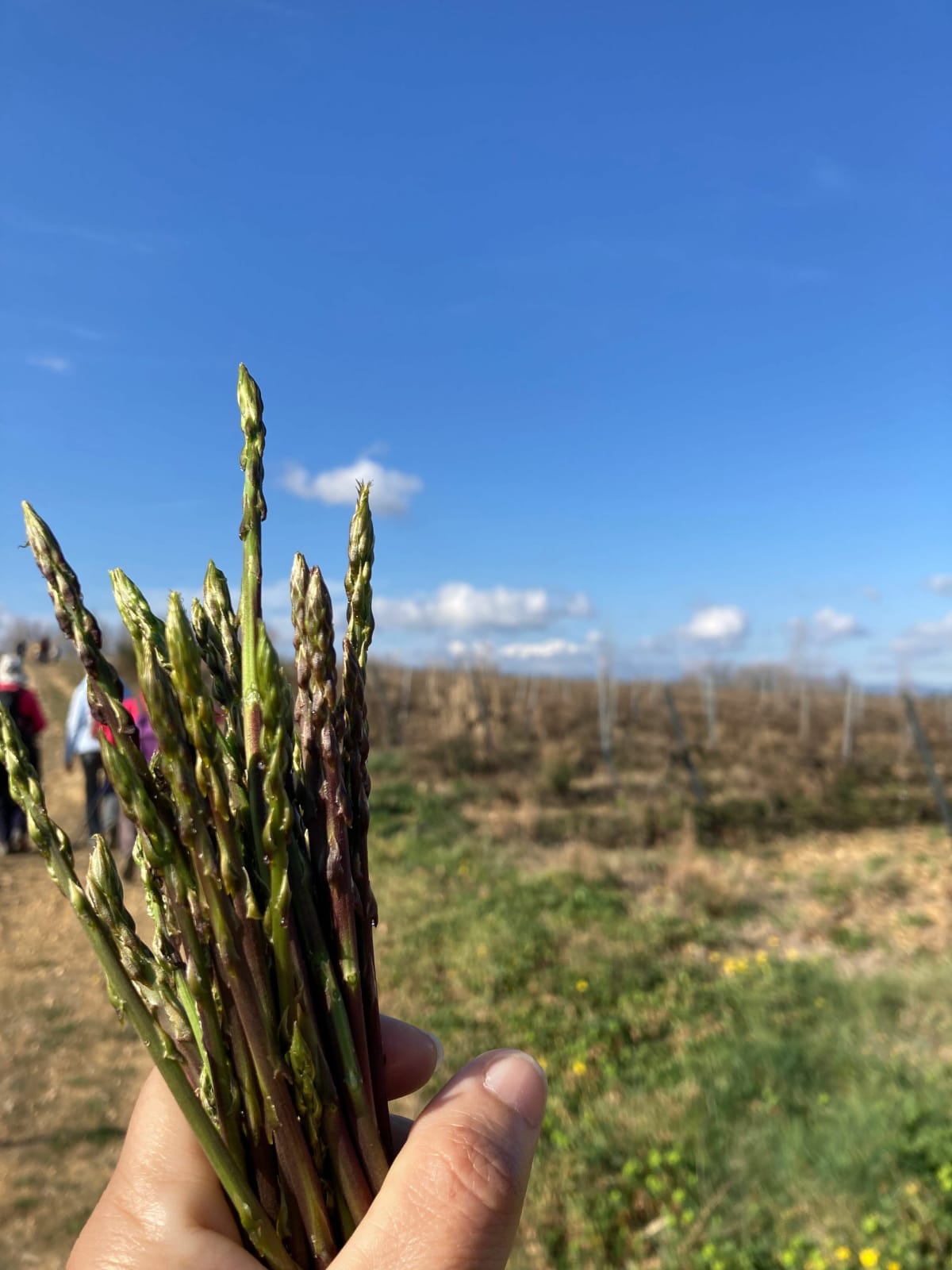 Les Asperges au Monastir Del Camp au Printemps - Passa