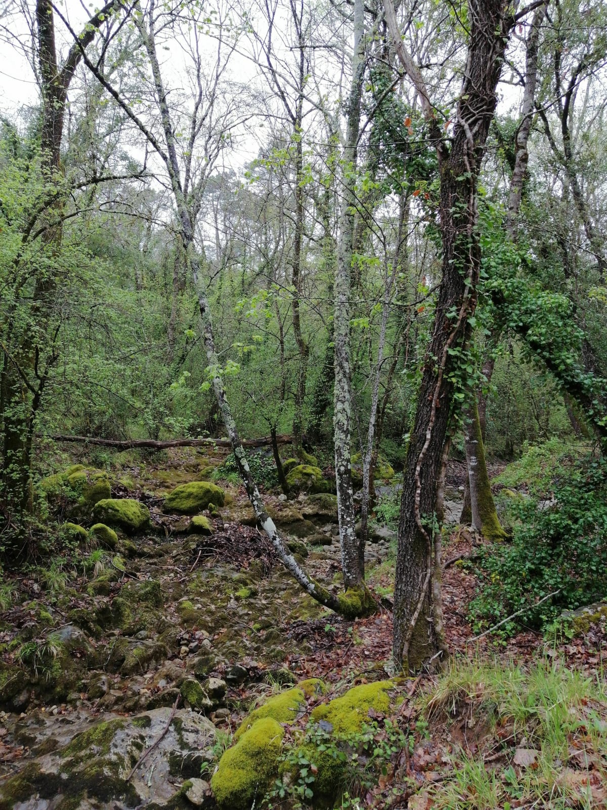 Balade dans la forêt entre Valbonne et Roquefort Les Pins - Valbonne