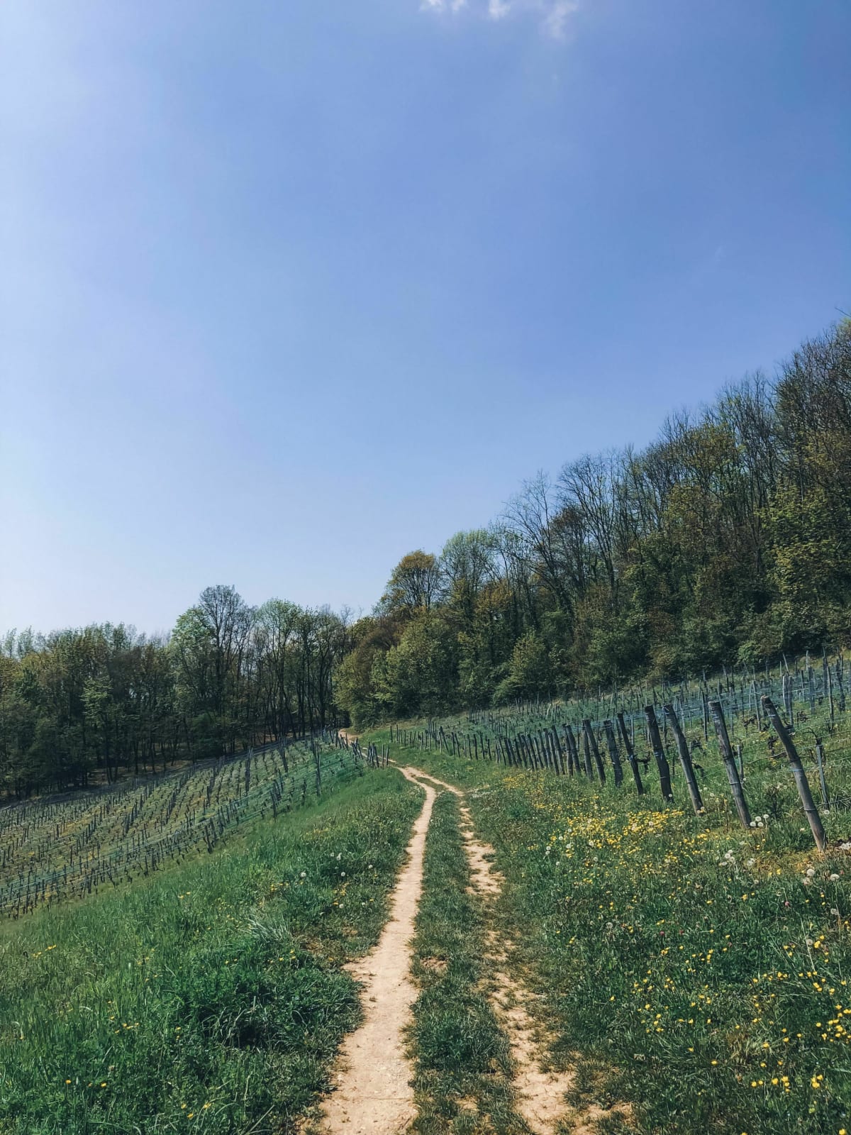 Single meylannais sous les pins - Meylan