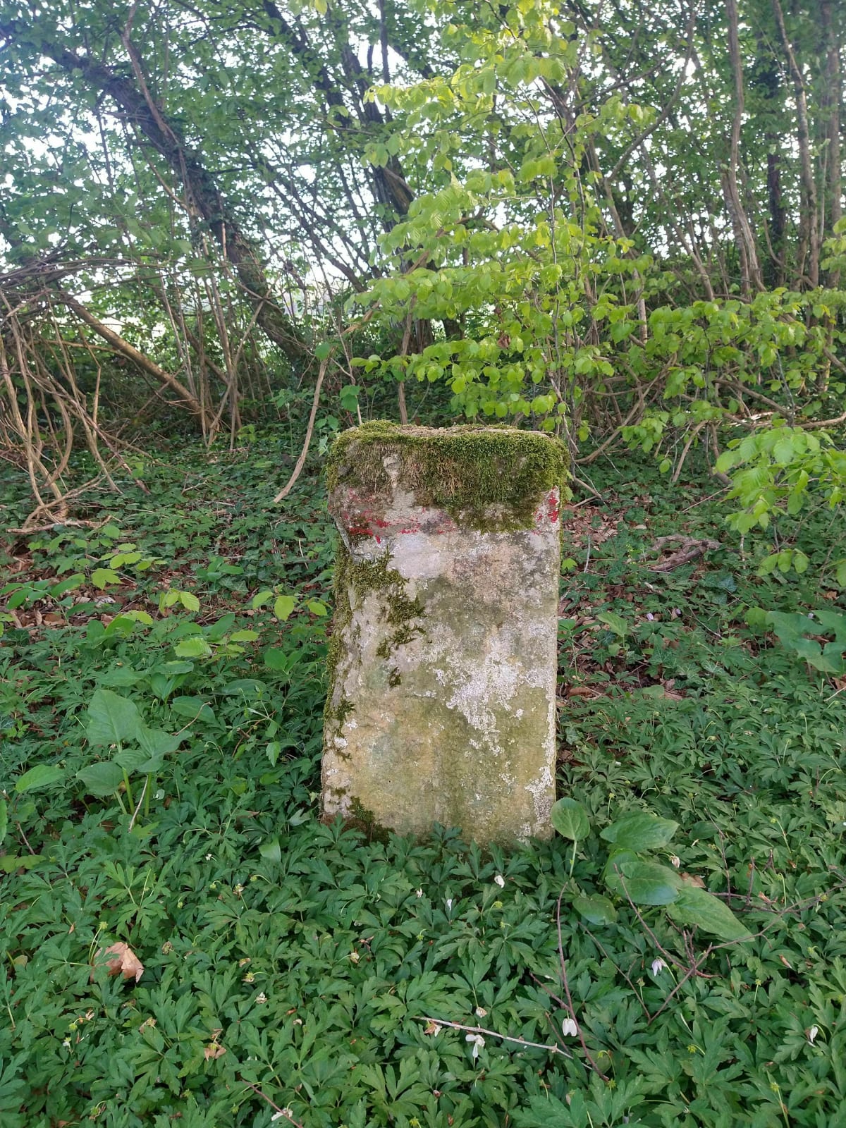 Forêt de Saint-Pancré ou bois de Gorcy, petite boucle - Simon