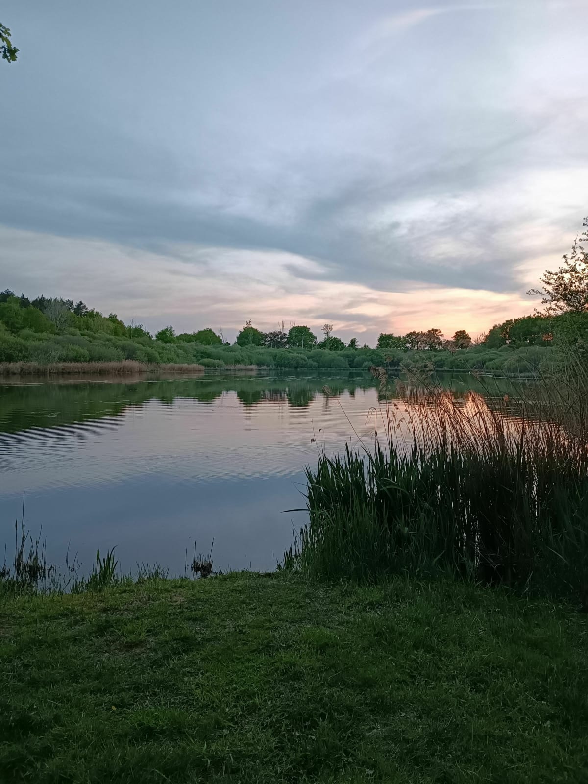 Forêt Fontaines en sologne - Fontaines-en-Sologne