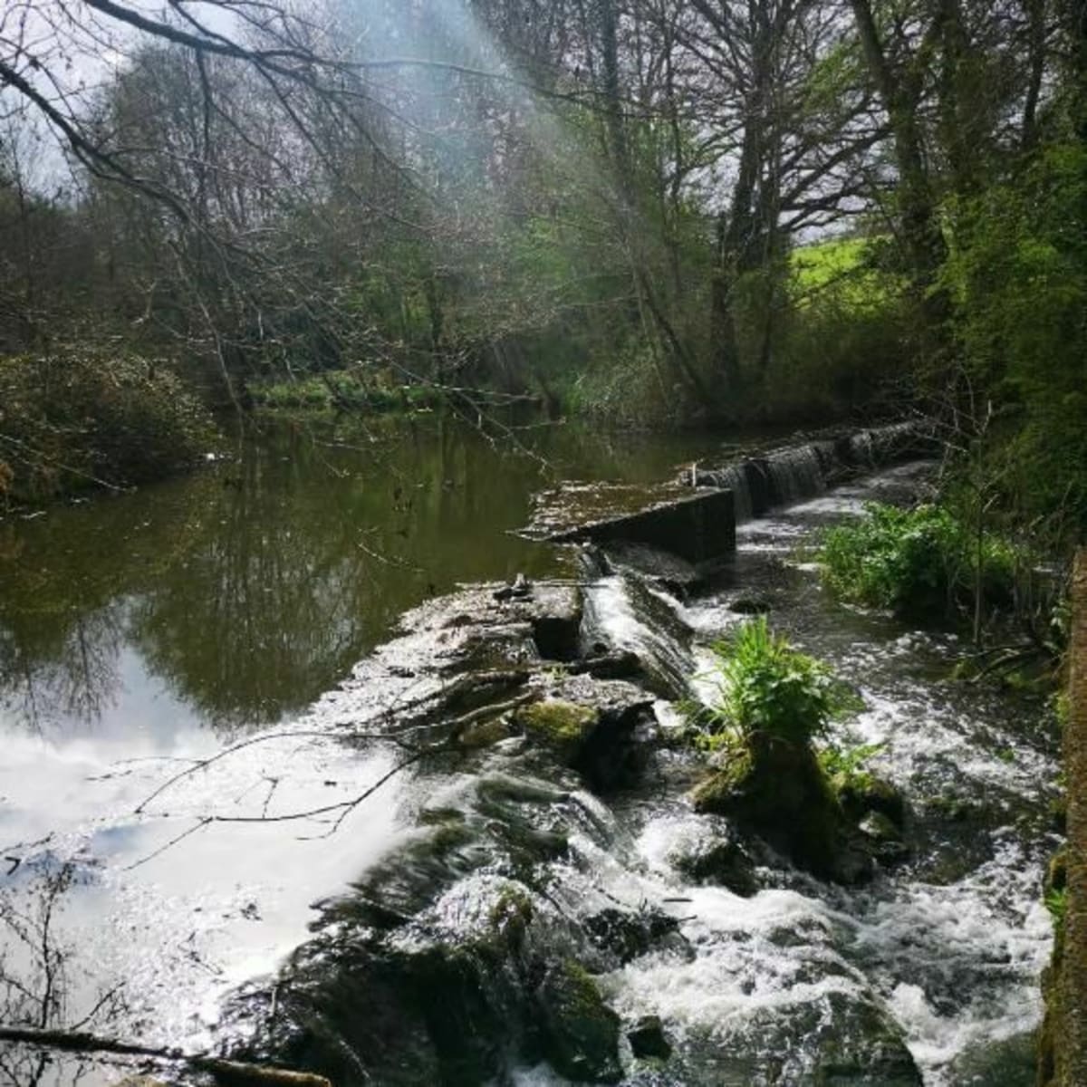 Sortie du Moulin du Fief et bords de Vie - Le Poiré-sur-Vie