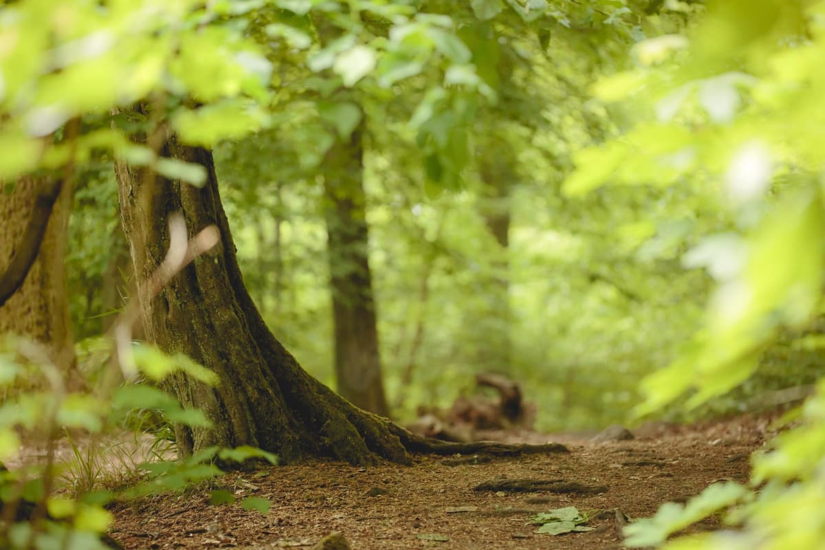 Aventure arborée au Bois de Bel Orme - Varennes-en-Argonne