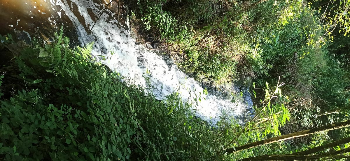 Bois de Maurepas et champs de Pontchartrain - Maurepas