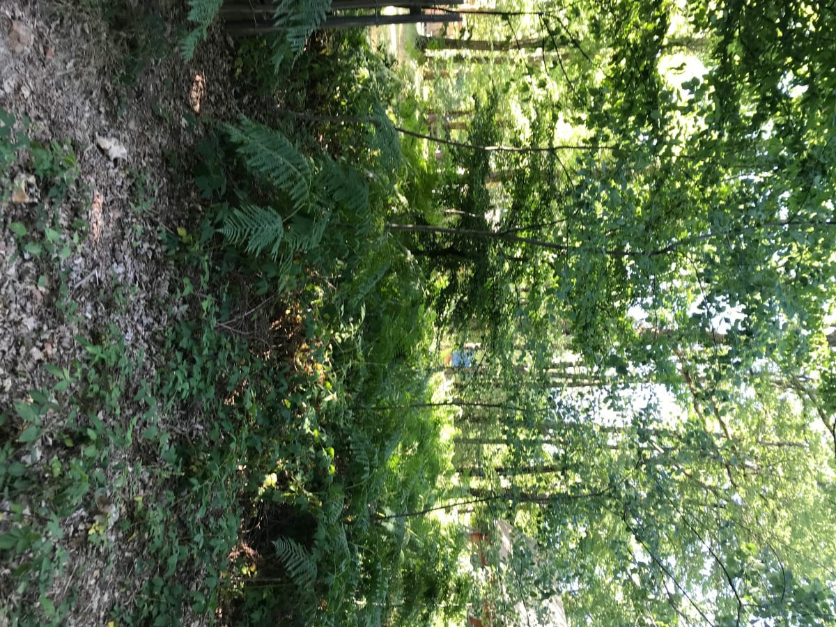 Forêt de Senonches au départ d’Huttopia - Senonches.