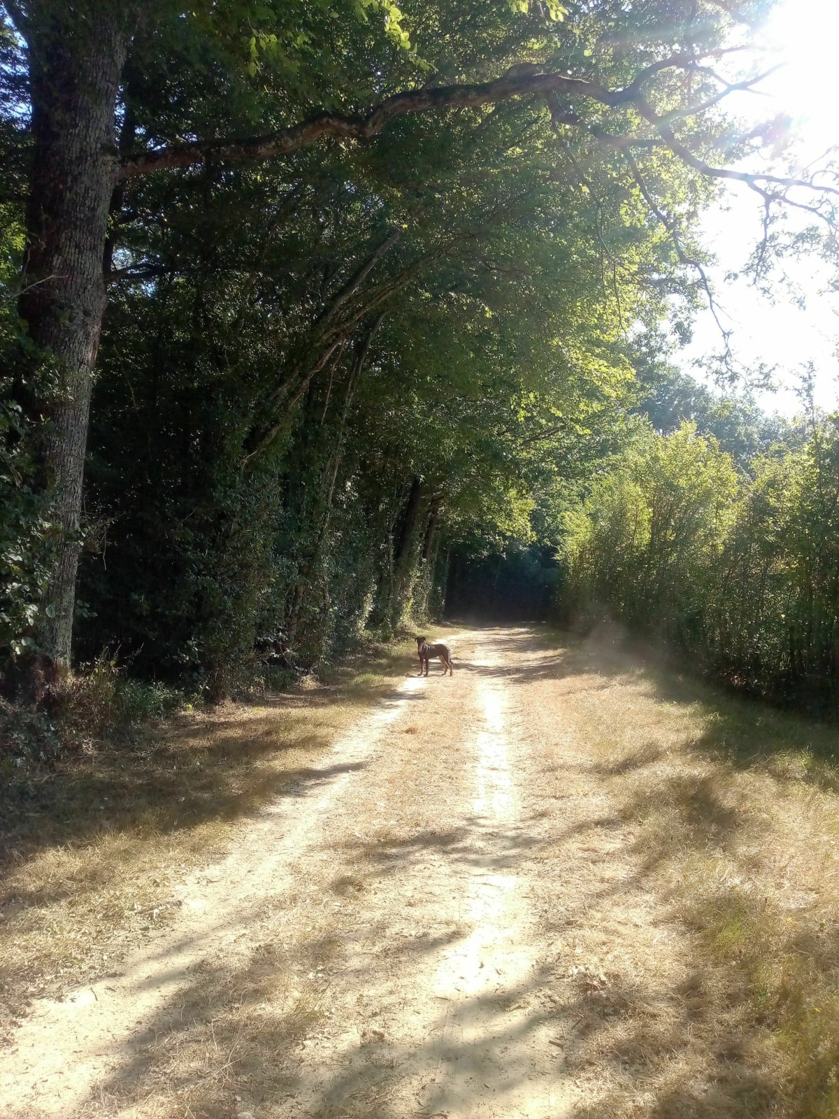 Échappé à Montagny près de louhans - Montagny-près-Louhans