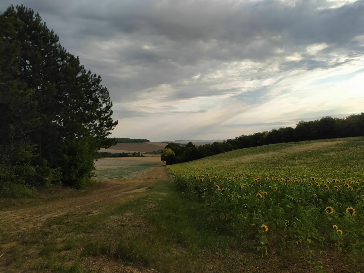 Bois de Torvillier - Troyes