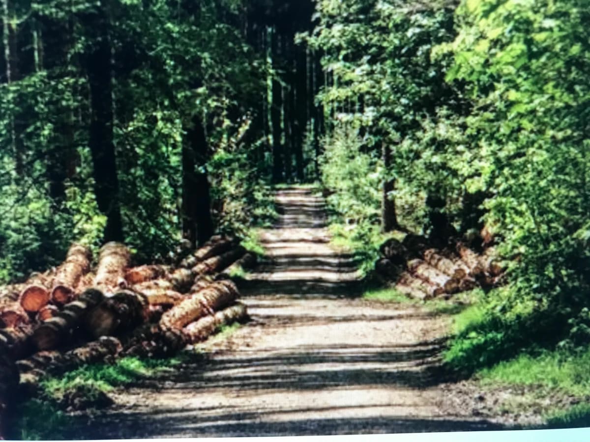 Forêt de Montmorency et l’Isle-Adam - Deuil-la-Barre