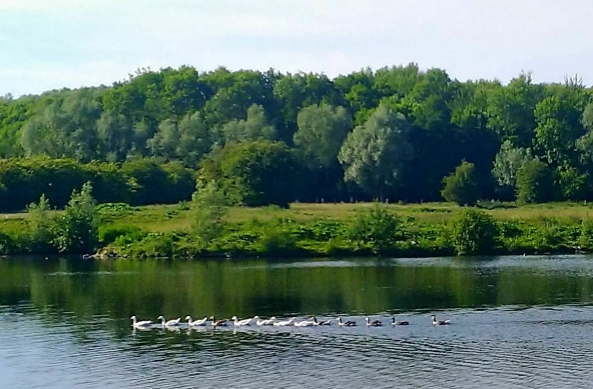 Wandel rond het Heron-natuurreservaat in Villeneuve d'Ascq - Forest-sur-Marque