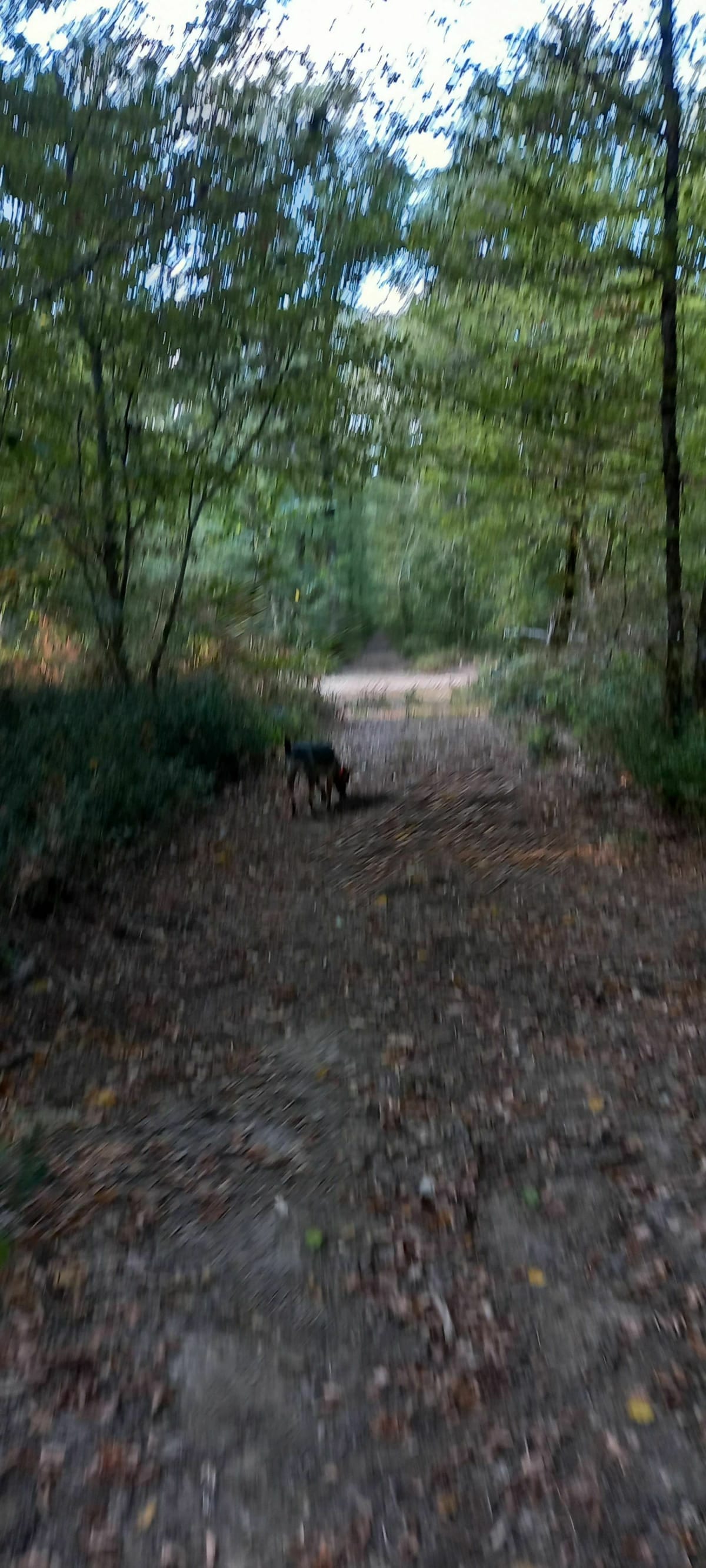 Sortie à la découverte de la forêt de Montech - Montech