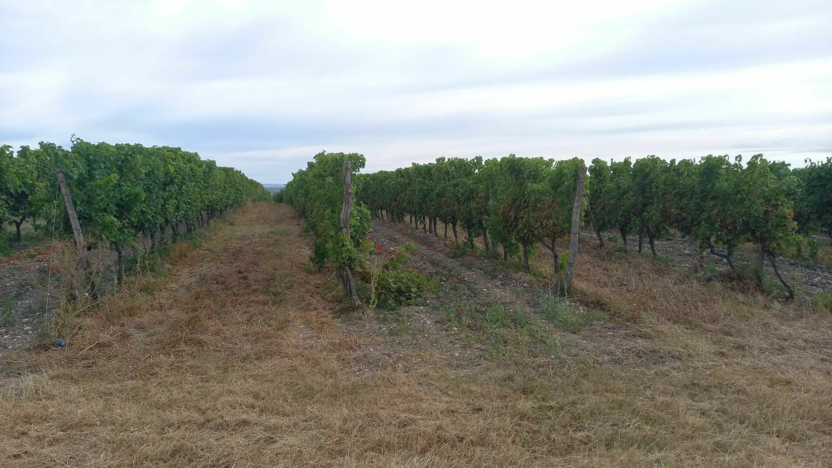 Dans la grande Champagne - Salles-d'Angles
